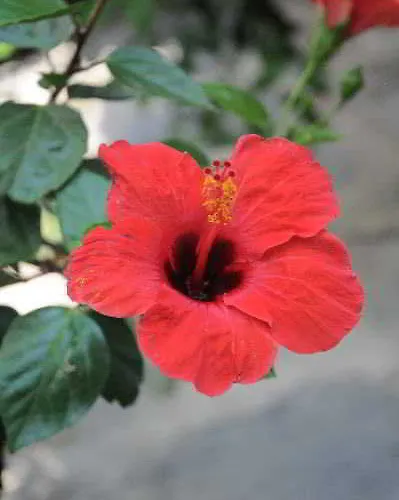 Gulec Szálloda Bodrum