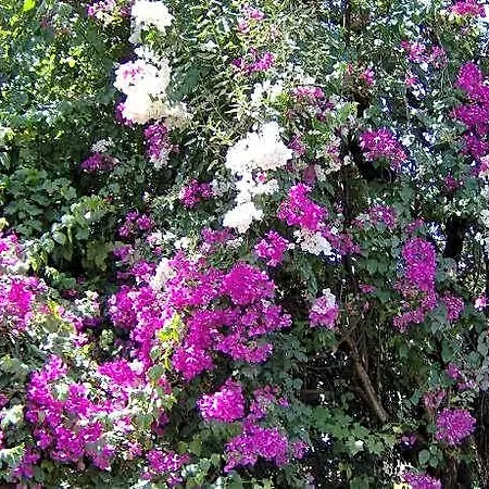 Hotel Gulec Bodrum