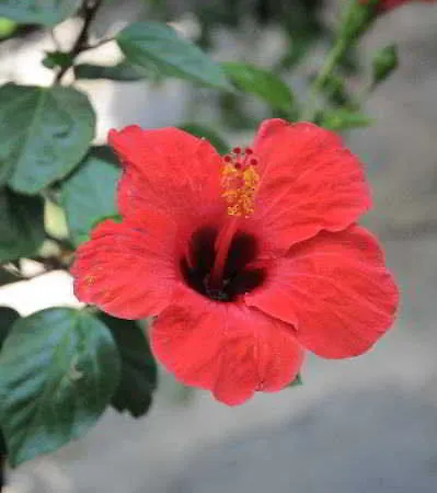 굴렉 호텔 Bodrum