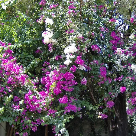 Otel Güleç Bodrum